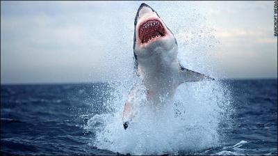 NADANDO ENTRE TIBURONES