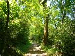 DE EXCURSI&Oacute;N POR EL MONTE